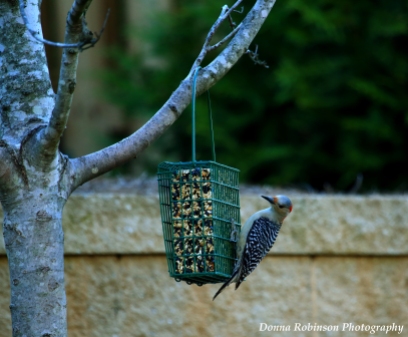 The Red Bellied Woodpecker can't stay away from this feeder!